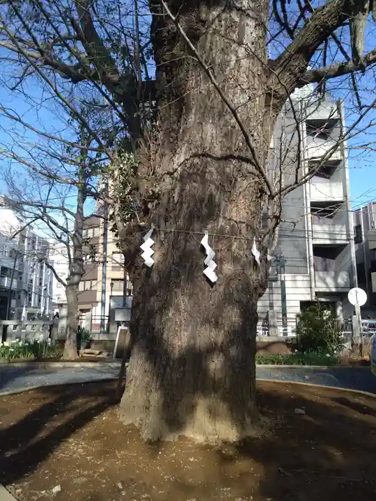 鳩森八幡神社の自然