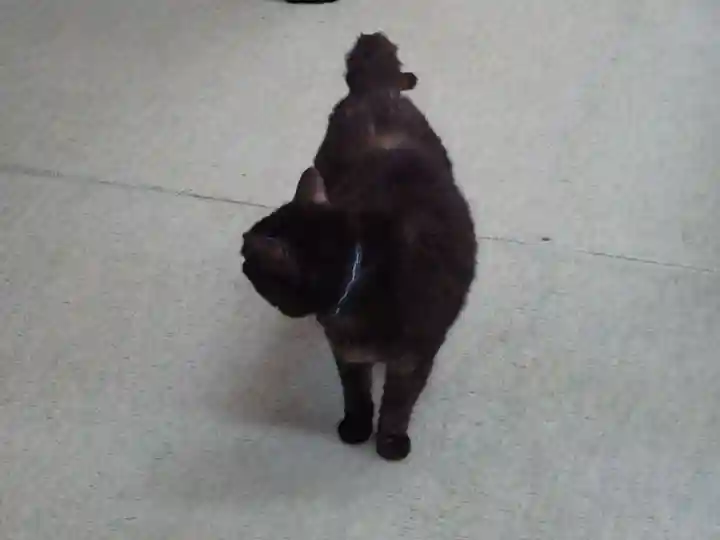 弥生神社の動物