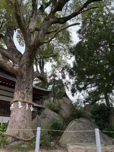 和貴宮神社の{uncategorized: "未分類", other: "その他", undefined: "問題あり", building: "その他建物", grave: "お墓", sacred_gate: "鳥居", guardian: "狛犬", statue: "像", buddha: "仏像", history: "歴史", nature: "自然", garden: "庭園", animal: "動物", pagoda: "塔", temizu: "手水舎", mountain_gate: "山門・神門", sanctuary: "本殿・本堂", subordinate: "末社・摂社", art: "芸術", scenery: "景色", jizo: "地蔵", ema: "絵馬", goshuin: "御朱印", omikuji: "おみくじ", items: "授与品その他", amulet: "お守り", goshuincho: "御朱印帳", eats: "食事", festival: "お祭り", votive_dance: "神楽", shichigosan: "七五三参", wedding: "結婚式", experience: "体験その他", initially: "初詣", around: "周辺", anti_infection: "感染症対策"}