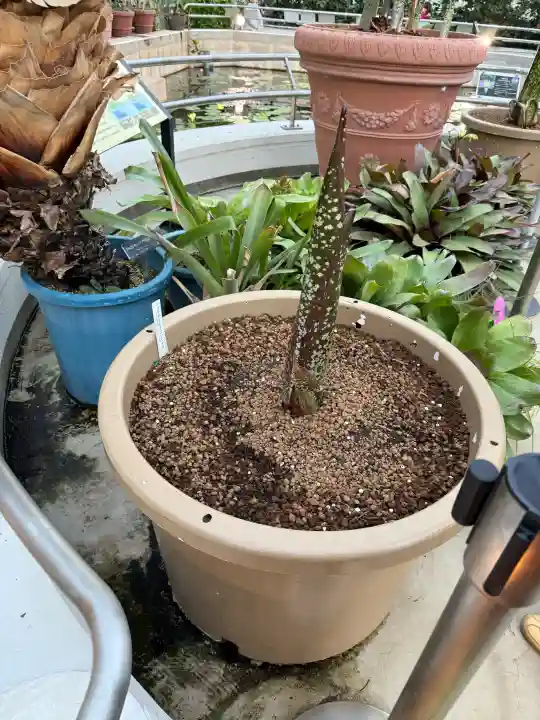 深大寺の{uncategorized: "未分類", other: "その他", undefined: "問題あり", building: "その他建物", grave: "お墓", sacred_gate: "鳥居", guardian: "狛犬", statue: "像", buddha: "仏像", history: "歴史", nature: "自然", garden: "庭園", animal: "動物", pagoda: "塔", temizu: "手水舎", mountain_gate: "山門・神門", sanctuary: "本殿・本堂", subordinate: "末社・摂社", art: "芸術", scenery: "景色", jizo: "地蔵", ema: "絵馬", goshuin: "御朱印", omikuji: "おみくじ", items: "授与品その他", amulet: "お守り", goshuincho: "御朱印帳", eats: "食事", festival: "お祭り", votive_dance: "神楽", shichigosan: "七五三参", wedding: "結婚式", experience: "体験その他", initially: "初詣", around: "周辺", anti_infection: "感染症対策"}