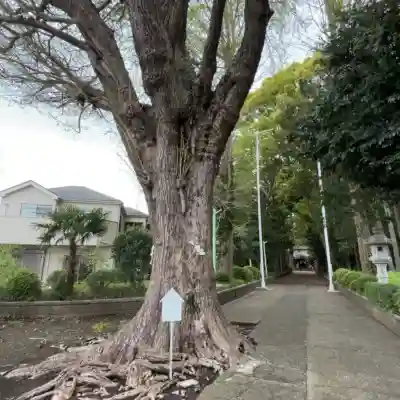 五社神社の{uncategorized: "未分類", other: "その他", undefined: "問題あり", building: "その他建物", grave: "お墓", sacred_gate: "鳥居", guardian: "狛犬", statue: "像", buddha: "仏像", history: "歴史", nature: "自然", garden: "庭園", animal: "動物", pagoda: "塔", temizu: "手水舎", mountain_gate: "山門・神門", sanctuary: "本殿・本堂", subordinate: "末社・摂社", art: "芸術", scenery: "景色", jizo: "地蔵", ema: "絵馬", goshuin: "御朱印", omikuji: "おみくじ", items: "授与品その他", amulet: "お守り", goshuincho: "御朱印帳", eats: "食事", festival: "お祭り", votive_dance: "神楽", shichigosan: "七五三参", wedding: "結婚式", experience: "体験その他", initially: "初詣", around: "周辺", anti_infection: "感染症対策"}
