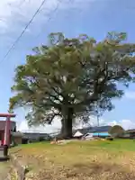 伽藍神社の自然