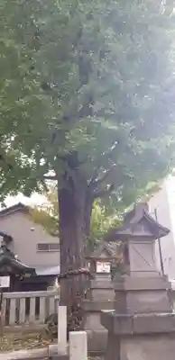綾瀬神社の自然