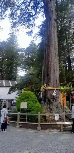 北口本宮冨士浅間神社の自然