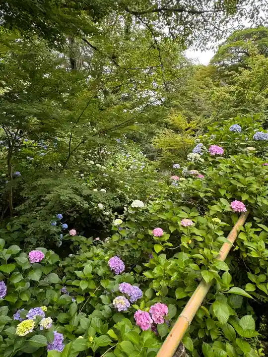 矢田寺(奈良県)