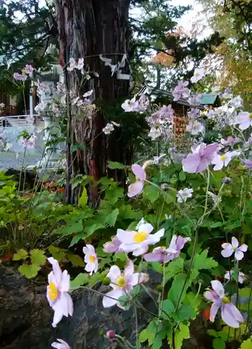 信濃神社の自然