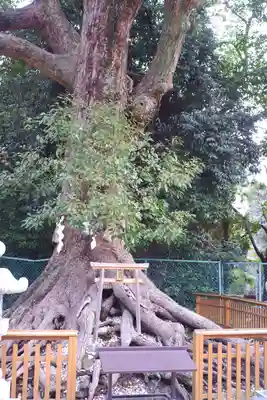 和泉國一之宮　大鳥大社(大阪府)