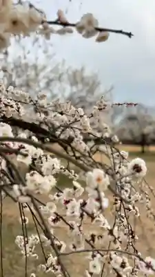 神前神社(岡山県)