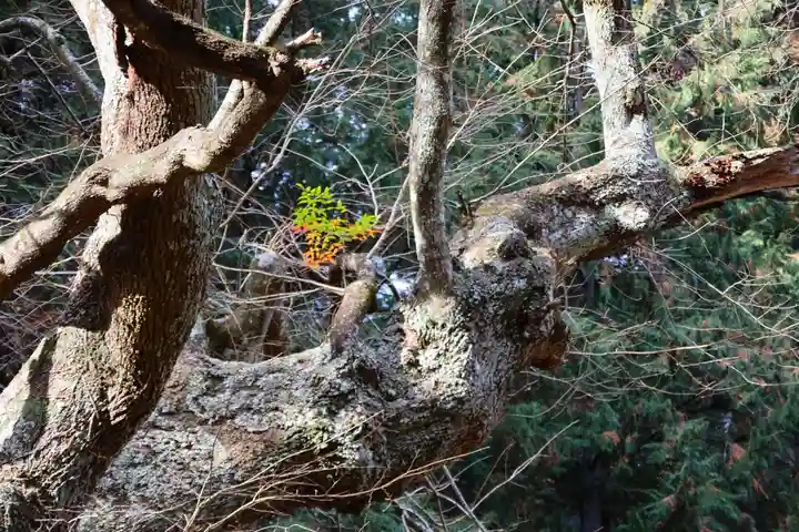 都々古別神社(馬場)の自然