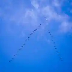 美幌神社の動物