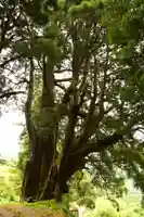 五所神社(徳島県)