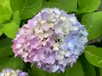 普門寺(切り絵御朱印発祥の寺)の自然