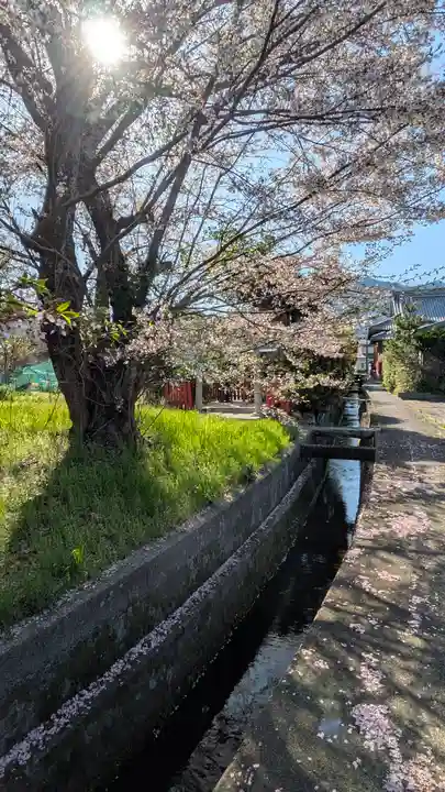 小唐崎神社(滋賀県)