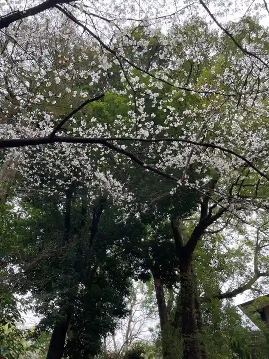 大宮八幡宮の自然