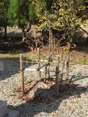 上川神社の自然