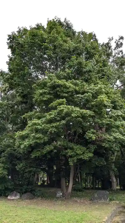 深川神社の自然