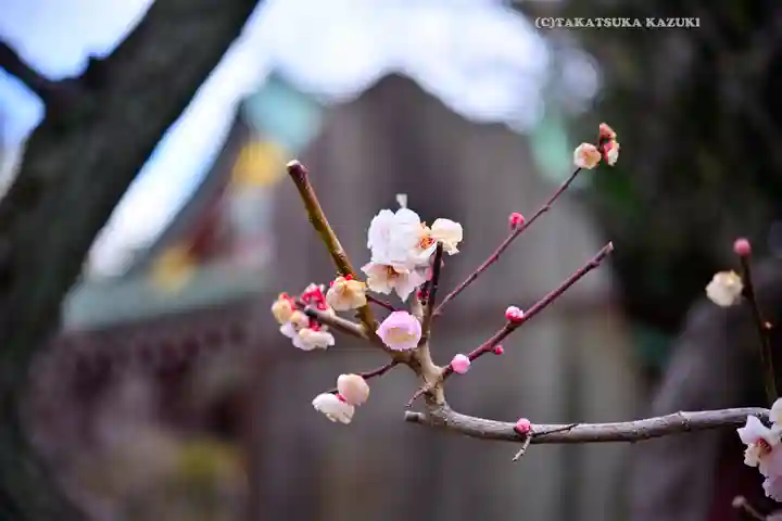 亀戸天神社(東京都)