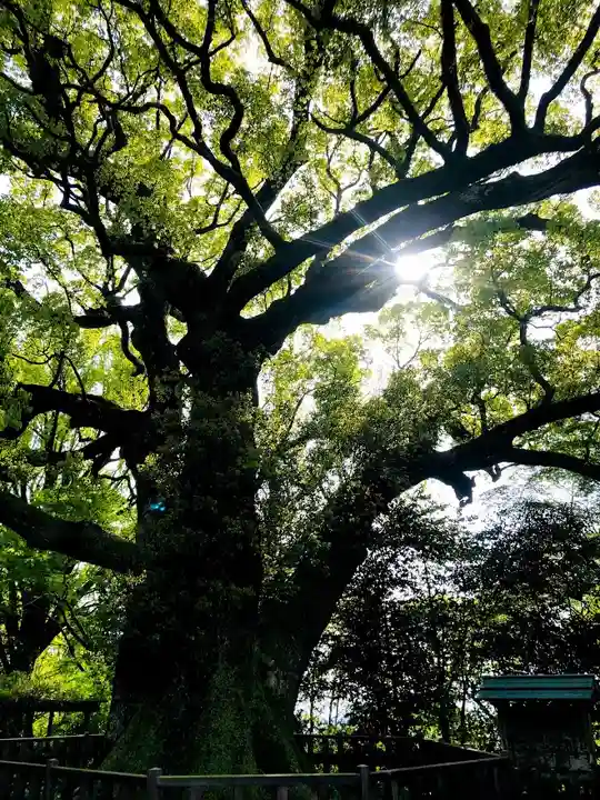 高良大社の自然