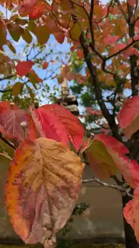 大仙院(京都府)