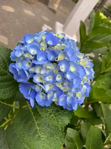日本橋日枝神社の自然