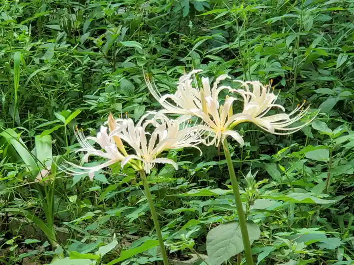 夢野八幡神社の自然