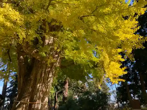 新宮熊野神社の自然
