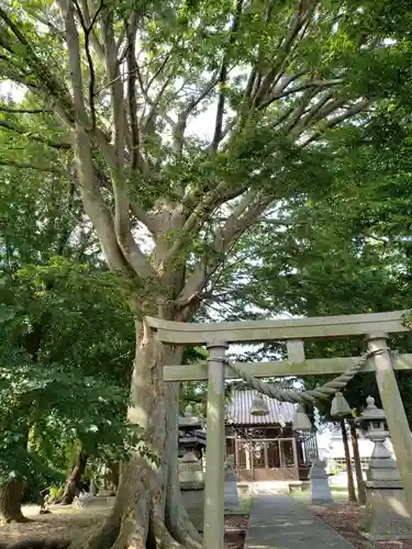 白山比咩神社の鳥居