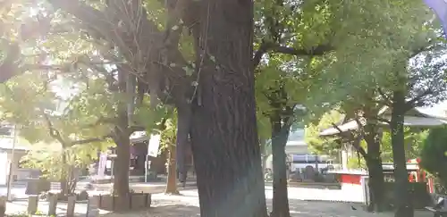 磐井神社の自然