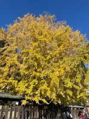 三嶋大社(静岡県)