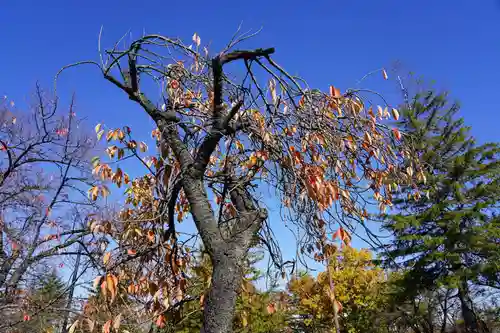 開成山大神宮の自然