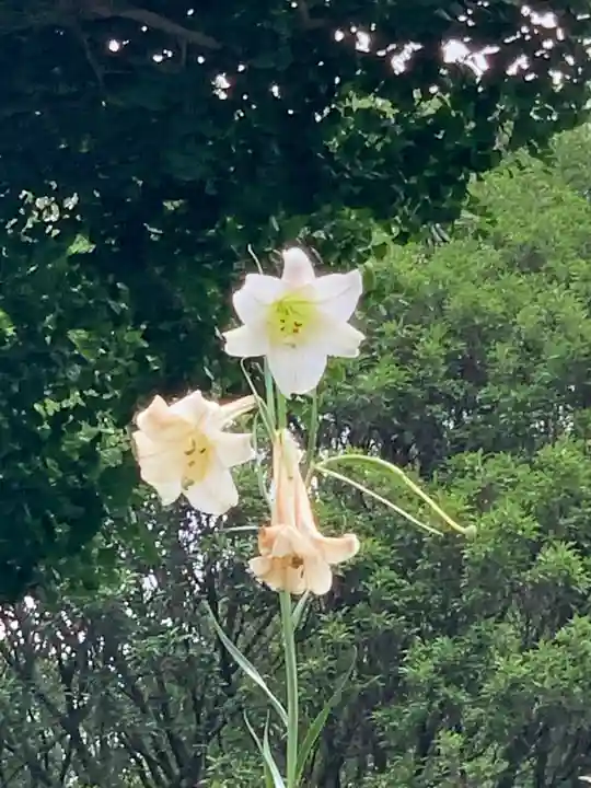 村山浅間神社の自然