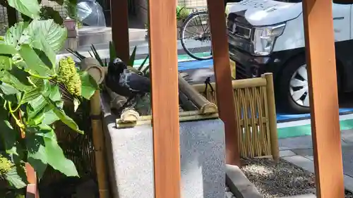 猿田彦神社の手水舎