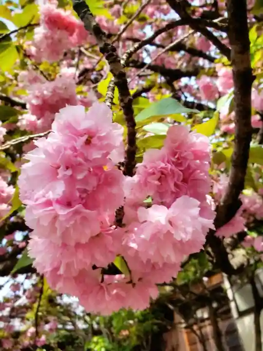 境妙寺(東京都)