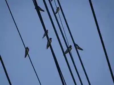櫻井子安神社の動物