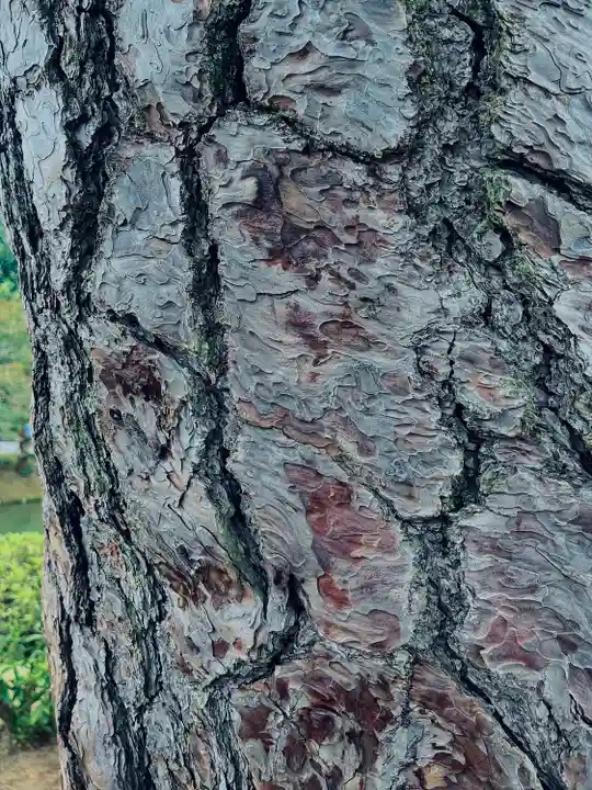 平等院(京都府)