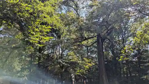 帯廣神社の自然
