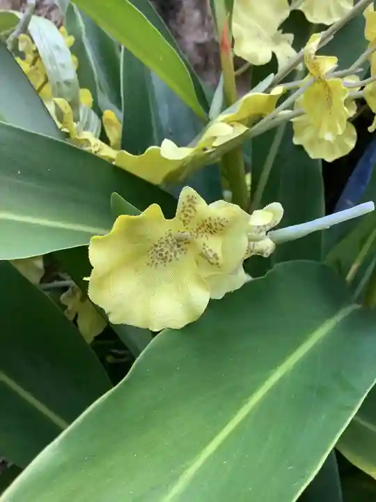 三輪神社の自然