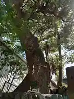 中吉田津嶋神社の自然