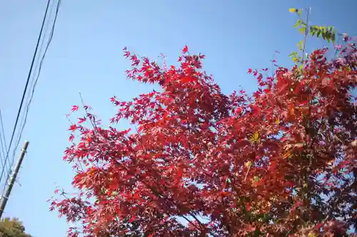 弘法山観世音の自然