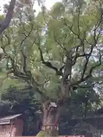 熱田神宮の自然