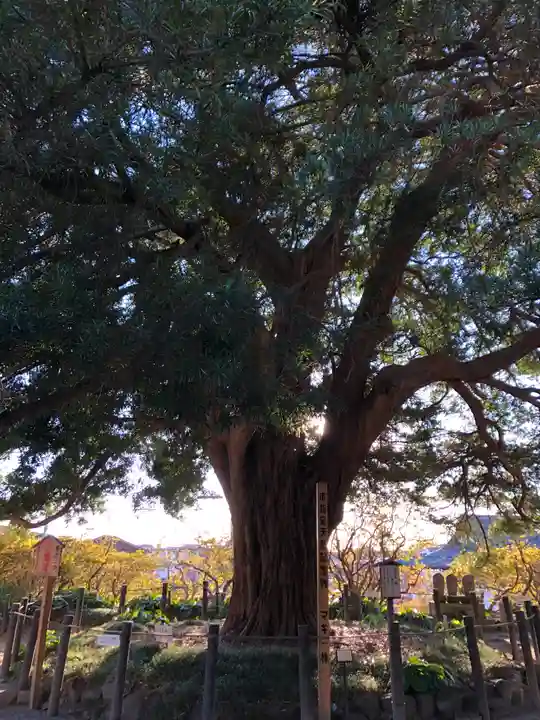 安養院 (田代寺)の自然