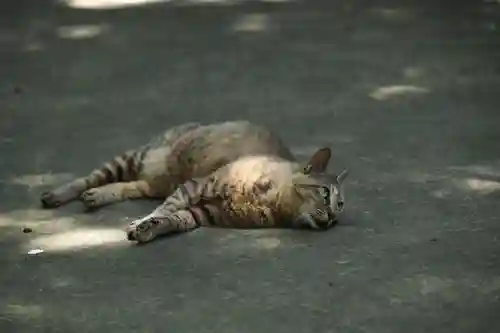 玉野御嶽神社の動物