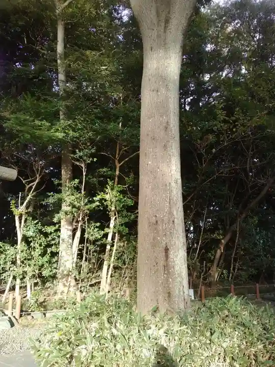 櫻木神社(千葉県)