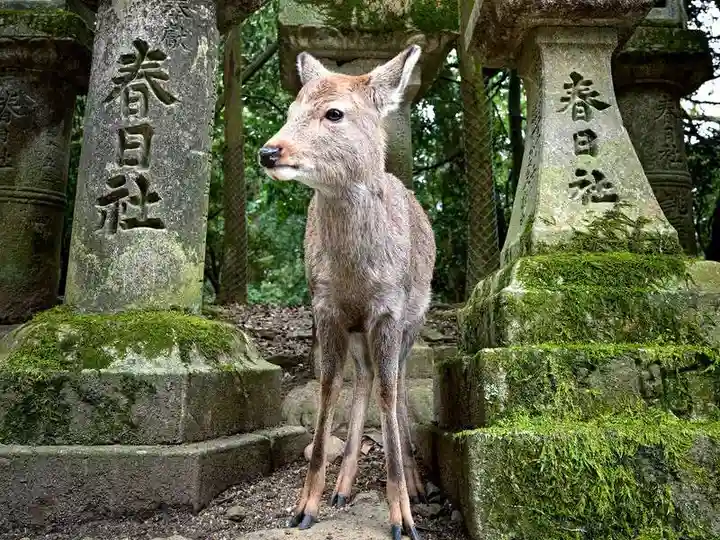 春日大社(奈良県)