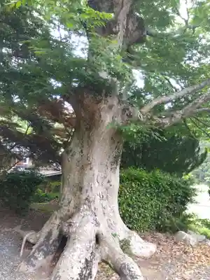 阿奈志神社(福井県)