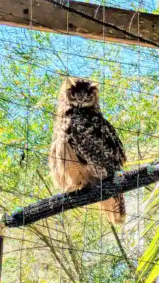 柏諏訪神社の動物