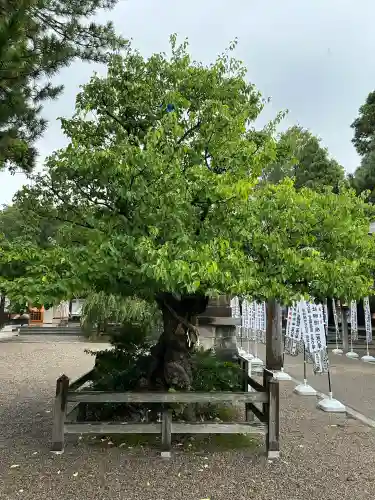 射水神社の自然