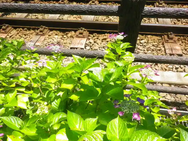 御霊神社の自然