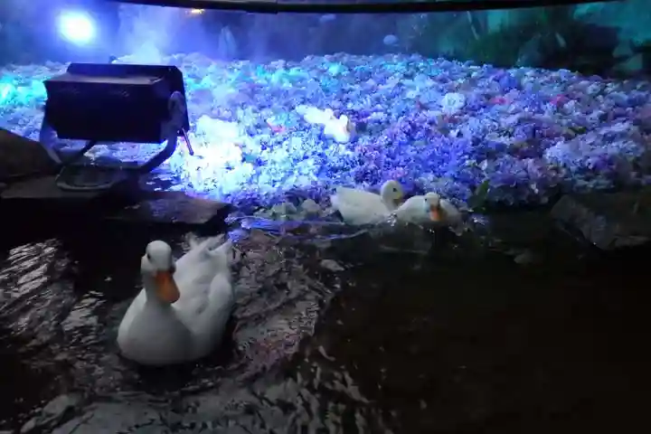 楽法寺(雨引観音)の動物