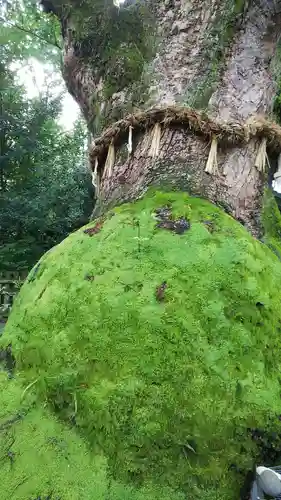 熱田神宮の自然